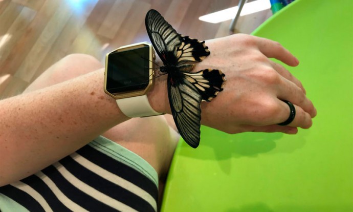 bfly-1